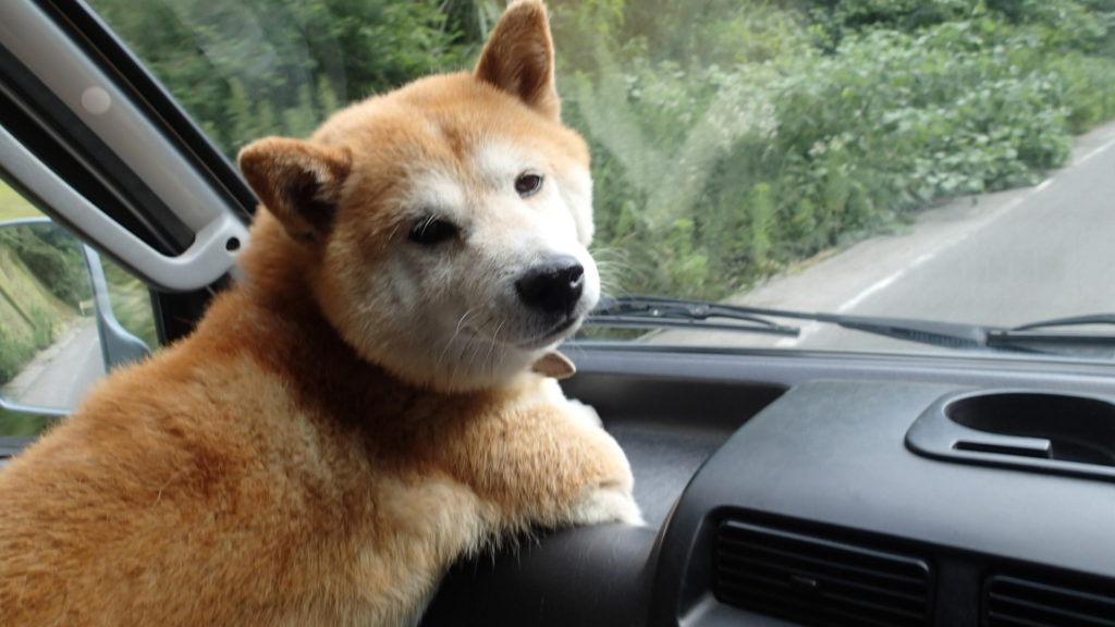 ん！なに？おじさん、