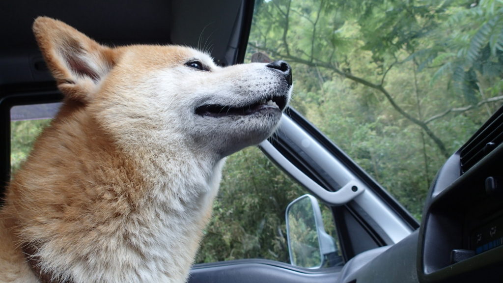 凛々しいという言葉は犬のためにあります。