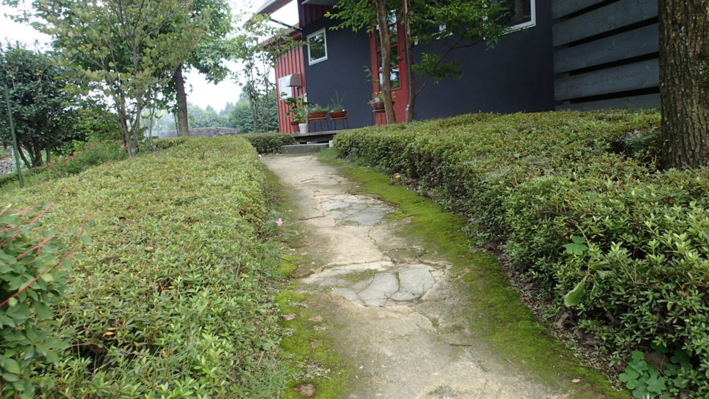 サツキを剪定しました。アプローチの補修はこの冬の予定。