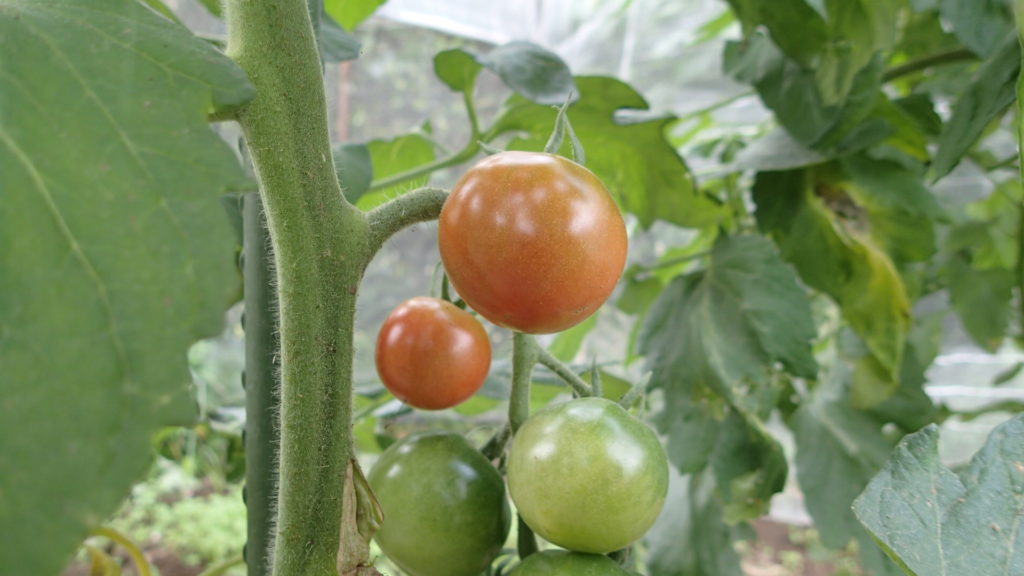 トマトがもうすぐ収穫できそうです。中玉トマトです。