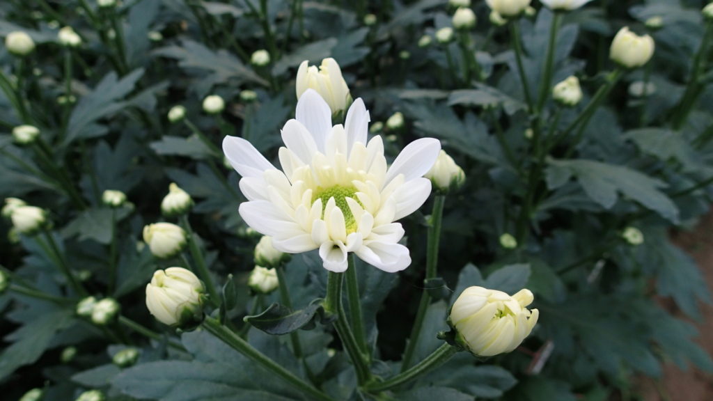 モナリザ、我が家の主力品種