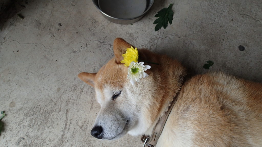 寝ている時も油断するなとおじさんが言います。