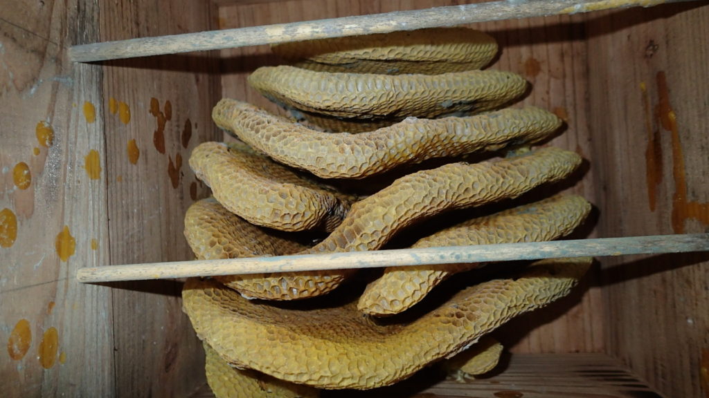 すでにカビが繁殖していました。