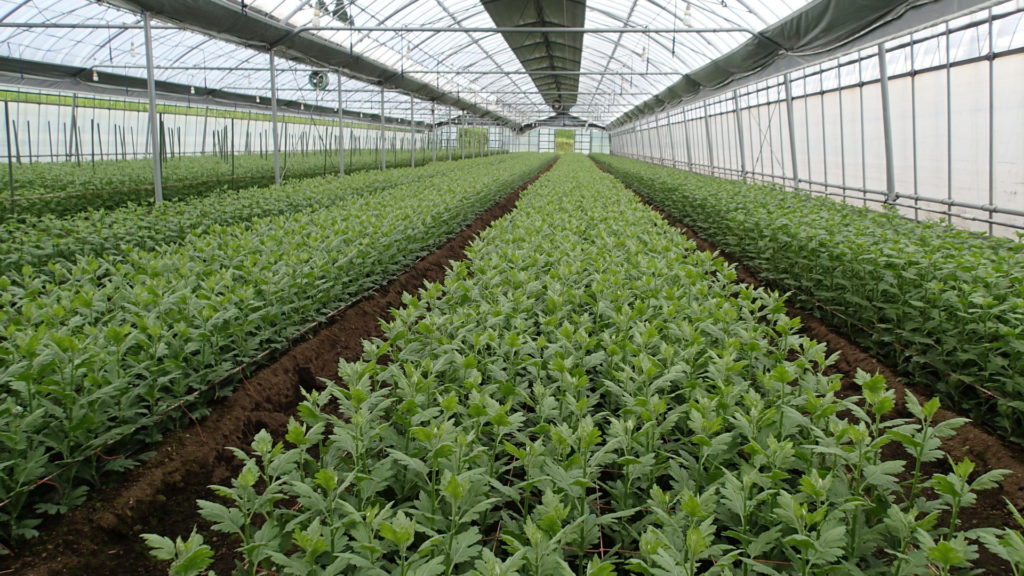 いぼ竹、明日の予定