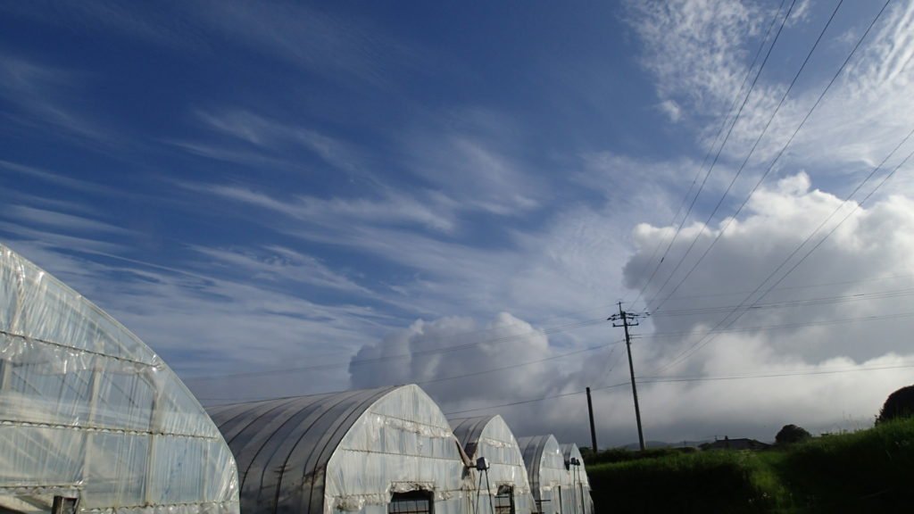 久しぶりの青空をみました。
