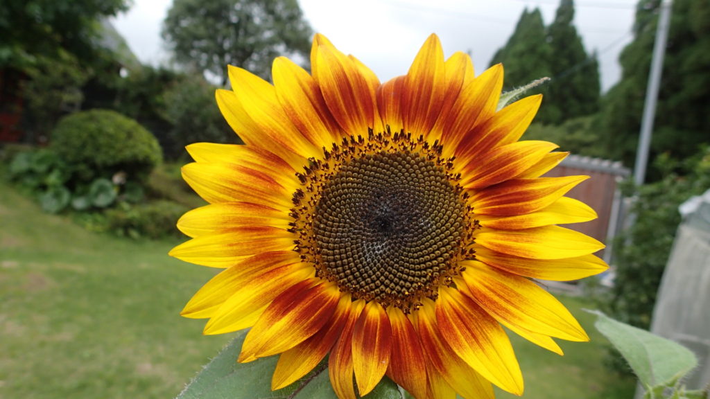 ひまわり咲きました。