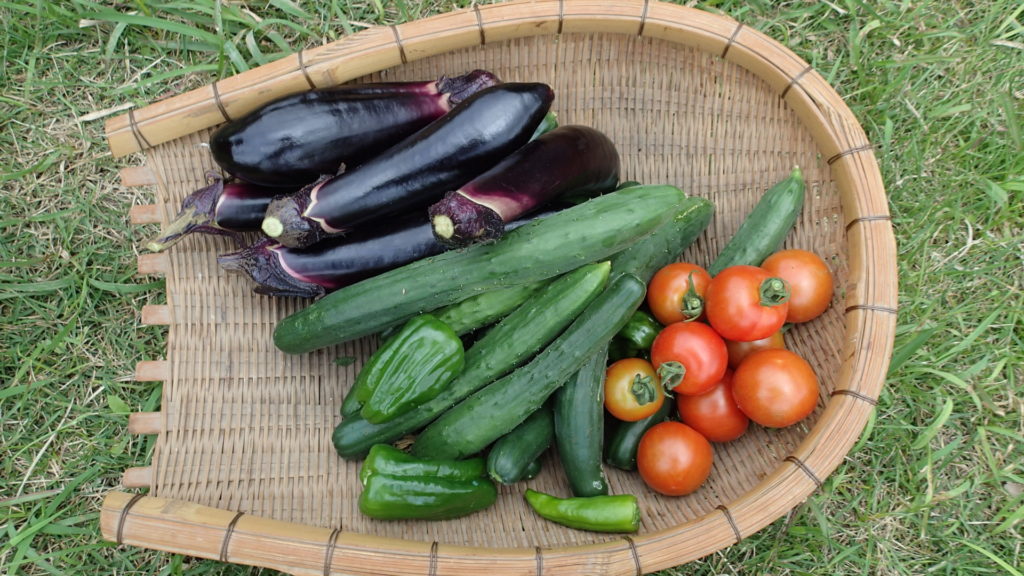 台風前、野菜の収穫