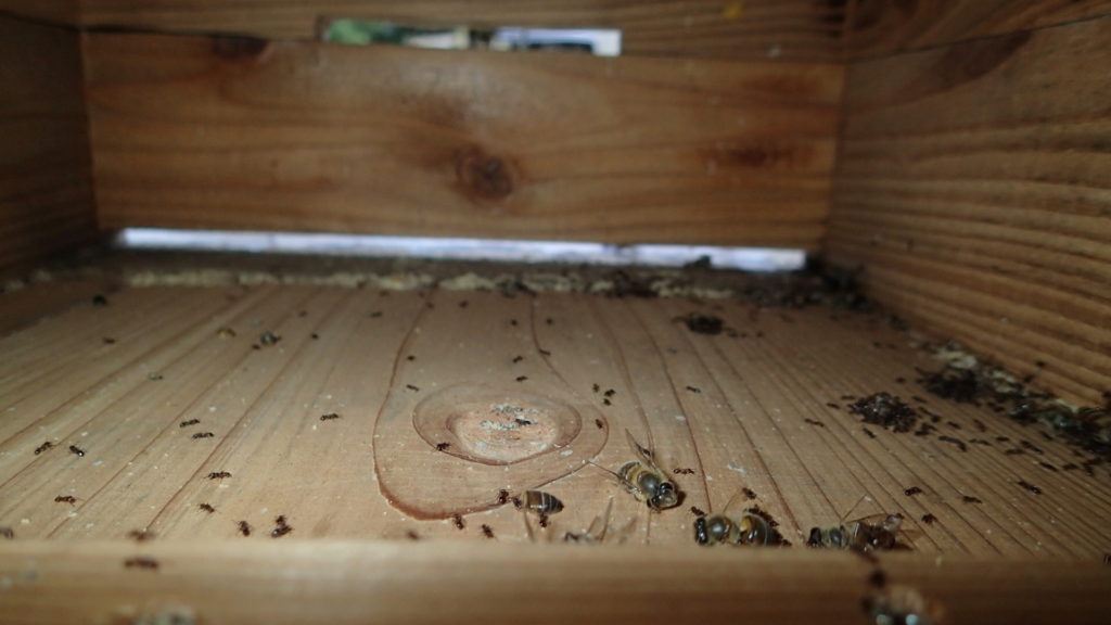 アリは蜂の死骸を求めてきたんですね。