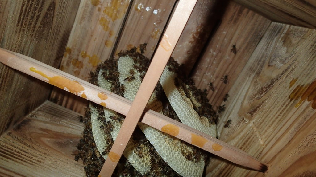 蜂数は減り、巣板もかじられています。