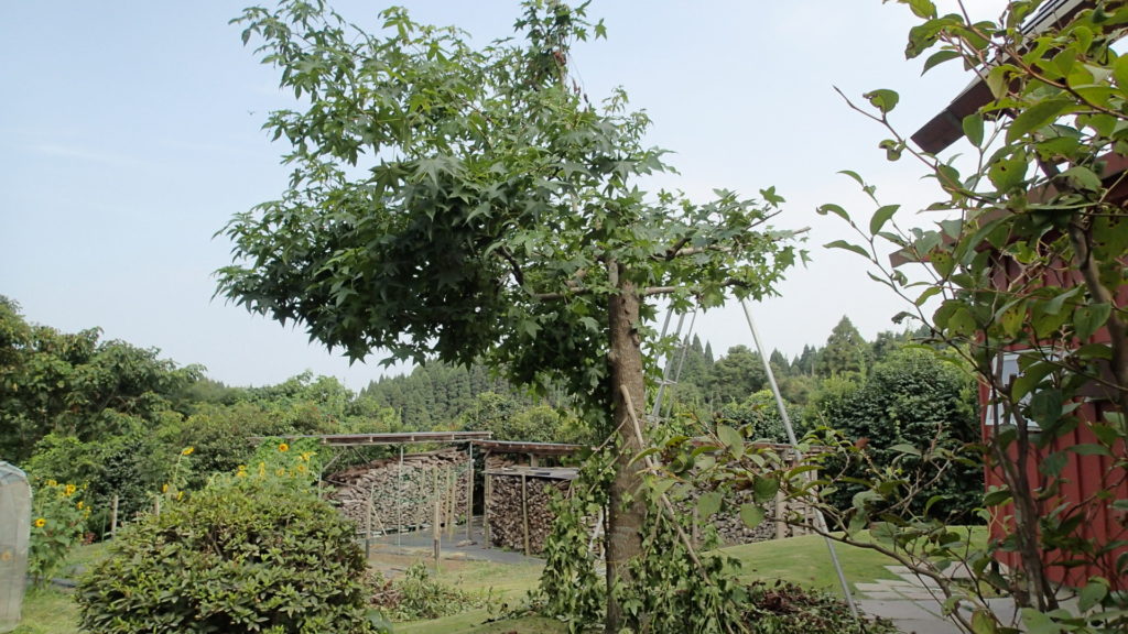 まだ剪定途中です。