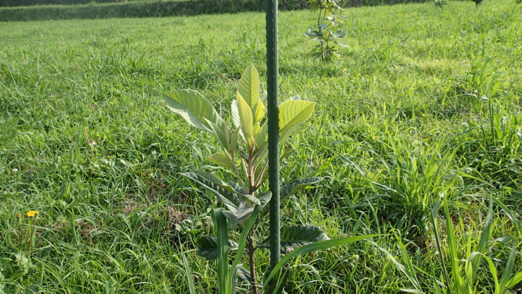 ビワ、楽しみにしています。