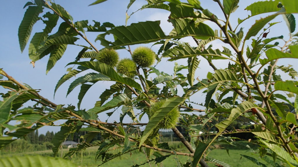 秋には食べられそうです。