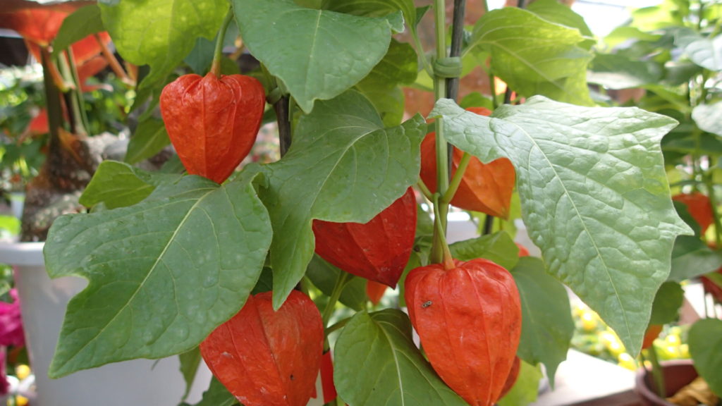 ホオズキ、小さい頃は家で植えていたけど今は植えていません。