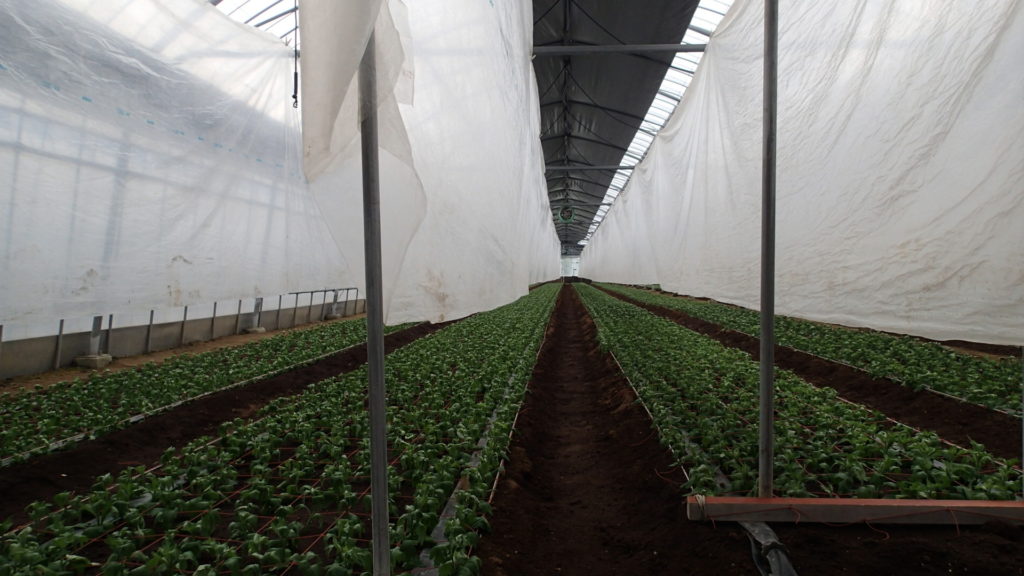 マルチをとりました。