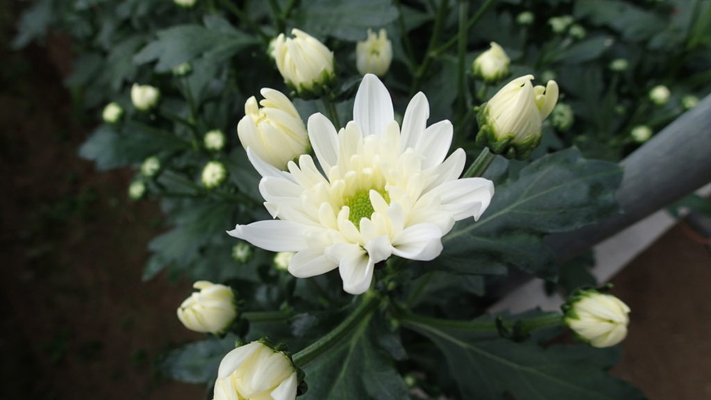 収穫が始まっています。