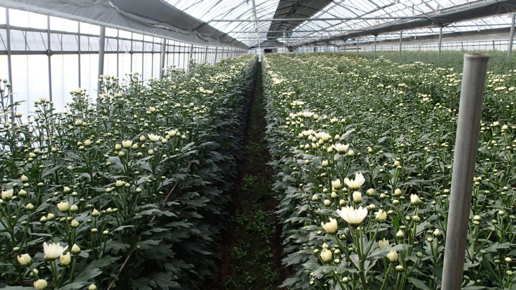 咲き始めました。