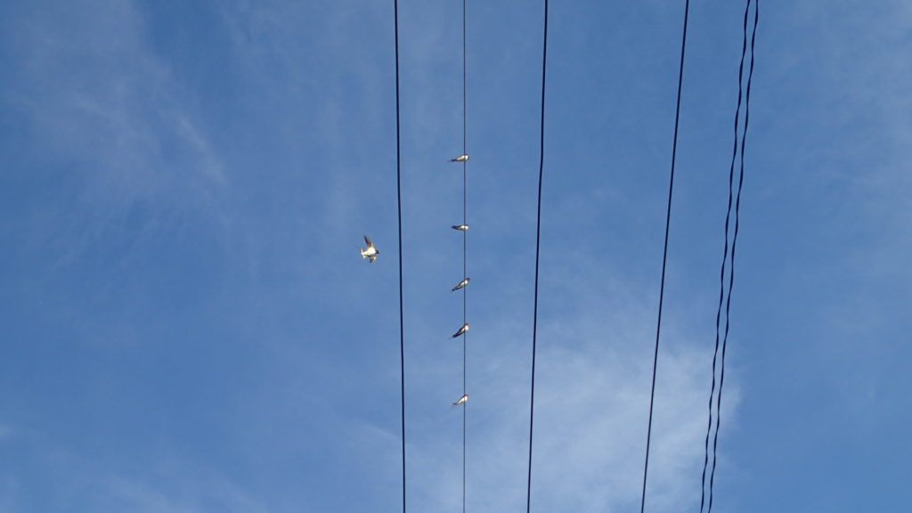 以前の写真ですが、ツバメが今年は多いです。