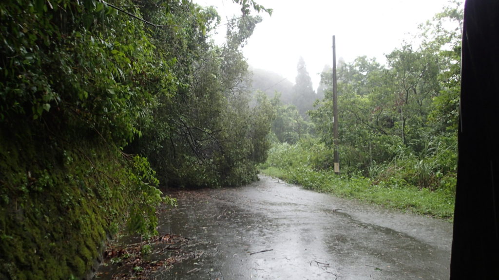 行きはなかったのに、帰りは倒木でした。