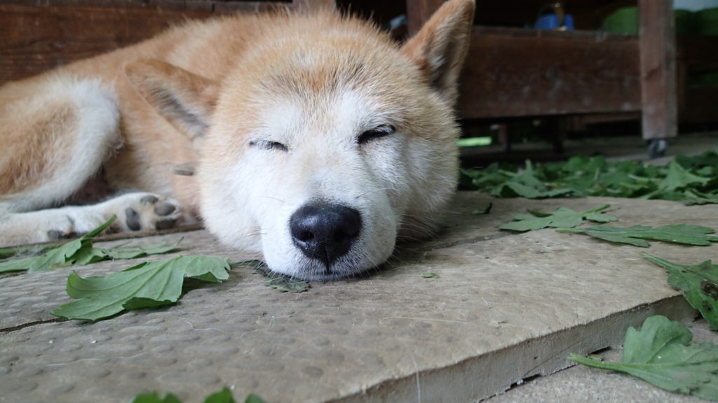 昨日の疲れかなぁ~