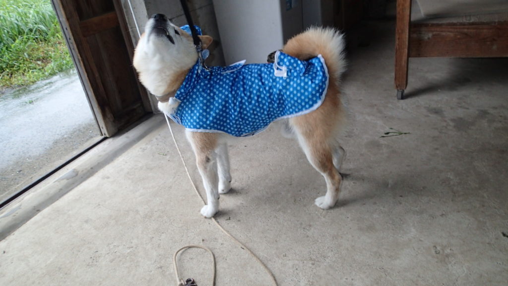 これ着なきゃダメなの?