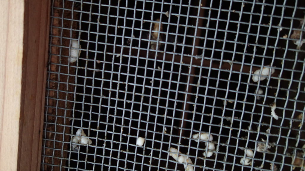 金網にも、蜂児です。