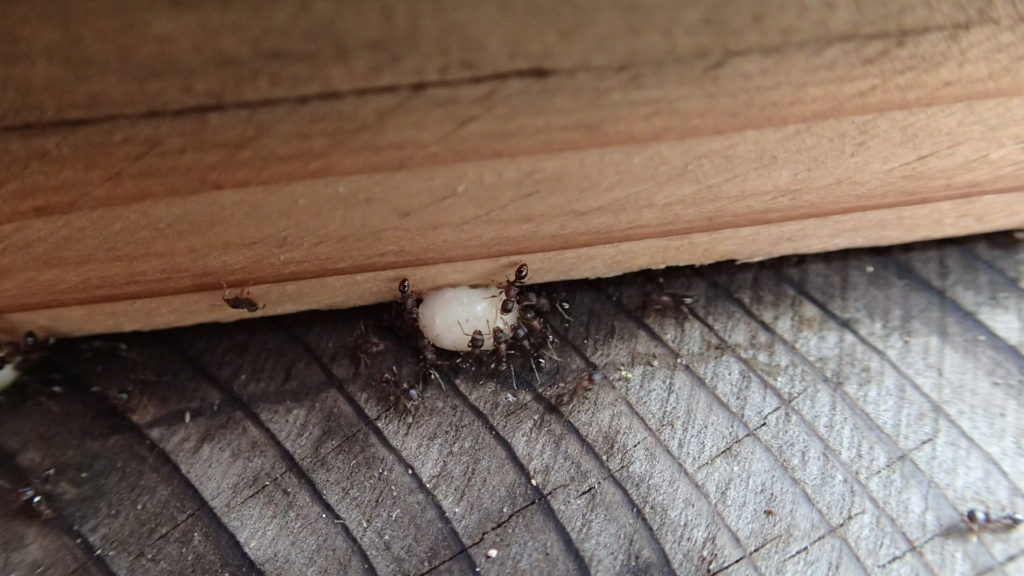 蜂児は蟻がかたづけます。