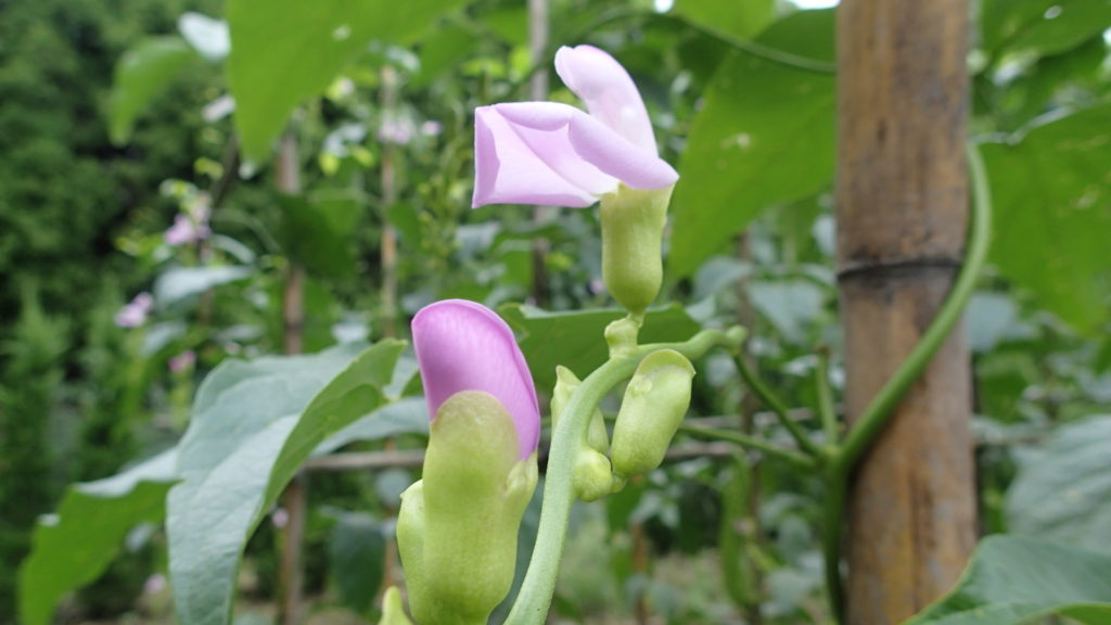 タローの散歩道に、なた豆が植えてあります。