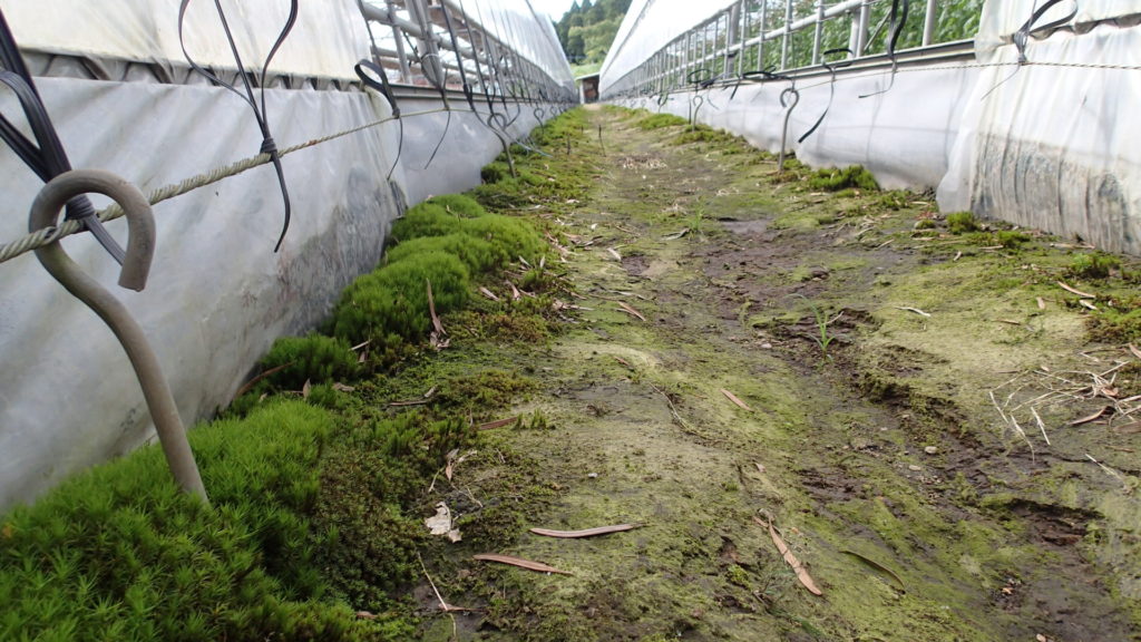 ここの通路はまだ少ない、今なら小労働でなんとかなりそうです。