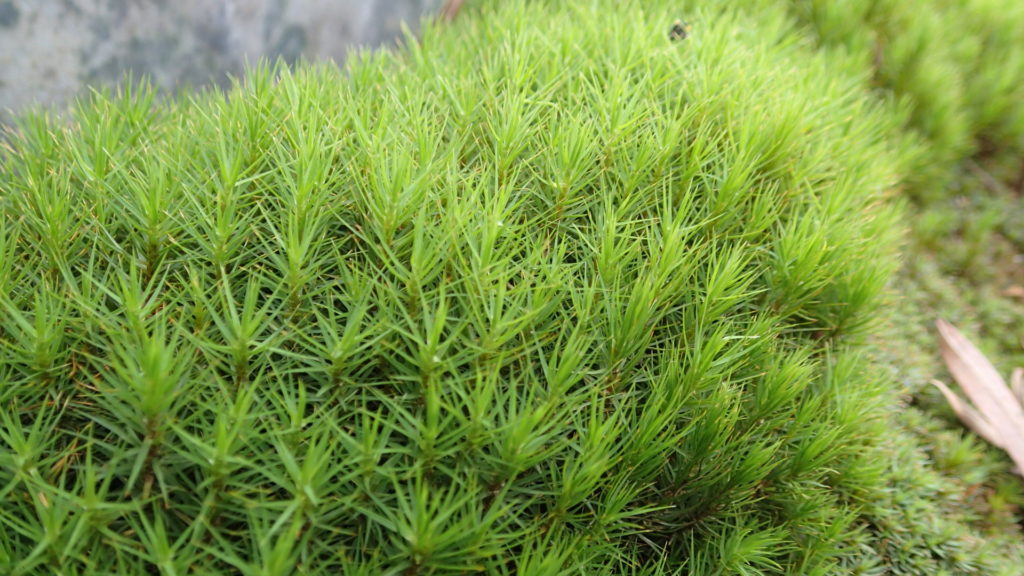 スギゴケ、近くで撮るとそれなりにいい感じ!