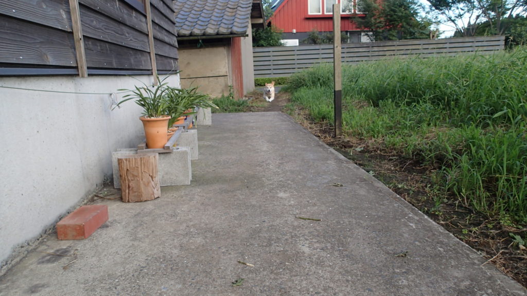 ねぇ、飛んでいるでしょ！