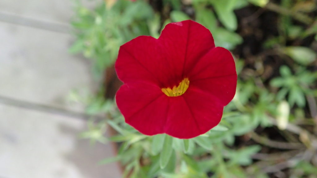 プランターの花