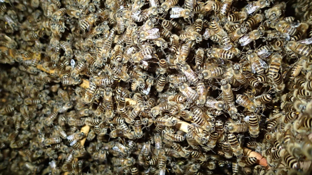 巣落ち防止棒まできています。