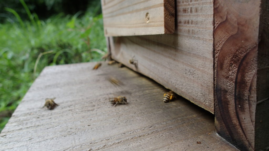 写真だと瞬間だから蜂がいっぱい写りません。