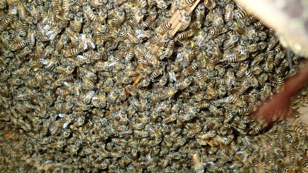 蜂しか写っていませんが・・・