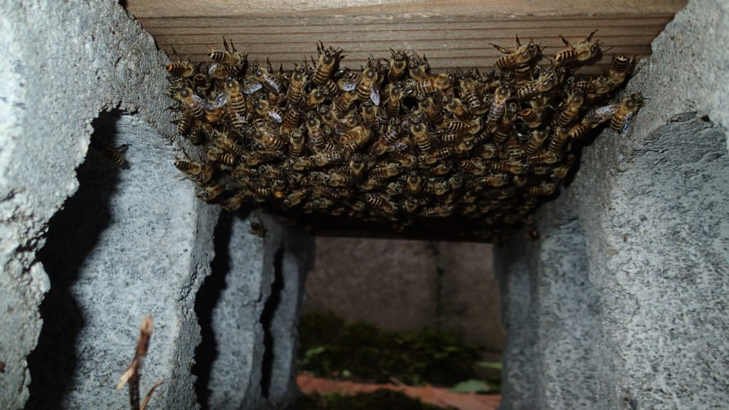 巣箱底網にたくさん・・・