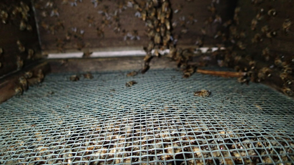 金網の内側から・・・