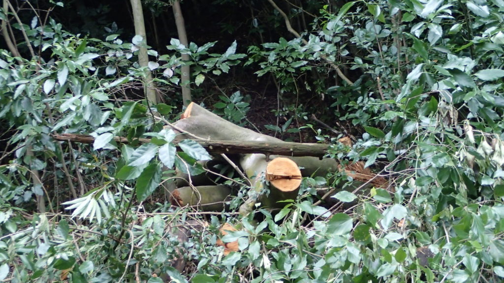 山側、根っこ側です。