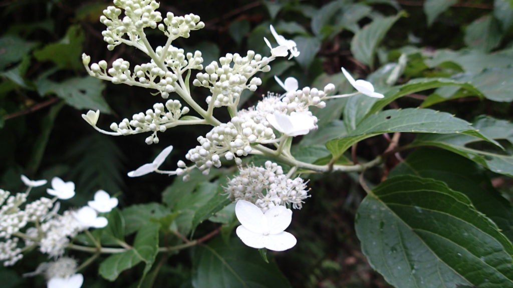 今、山にたくさん咲いています。