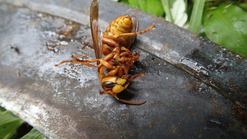 仕留めましたよ！