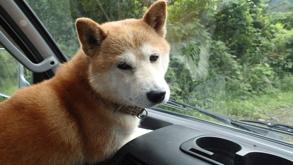 しっかり前を見て運転ね！