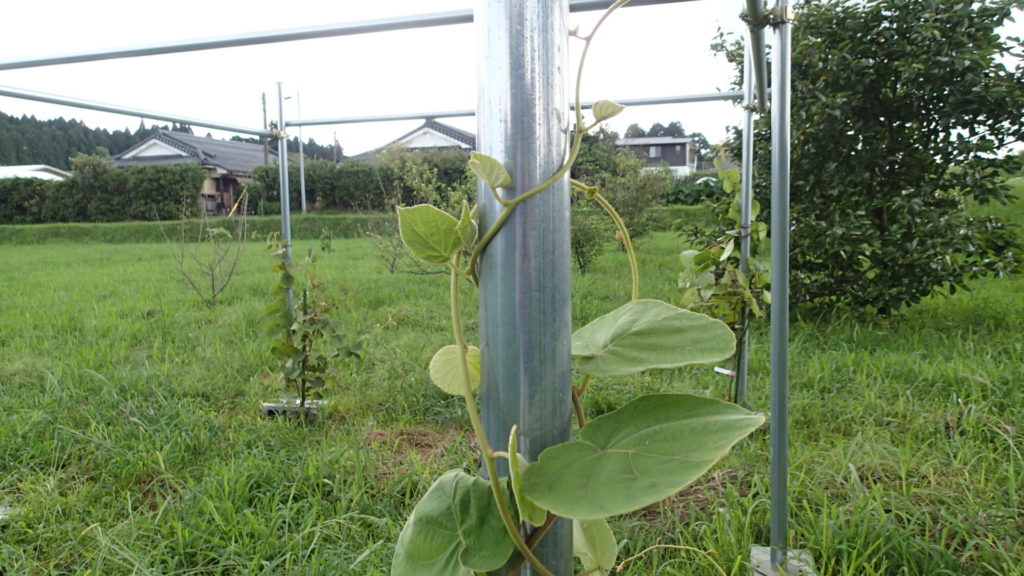 このキウイは巻きつきそうです。