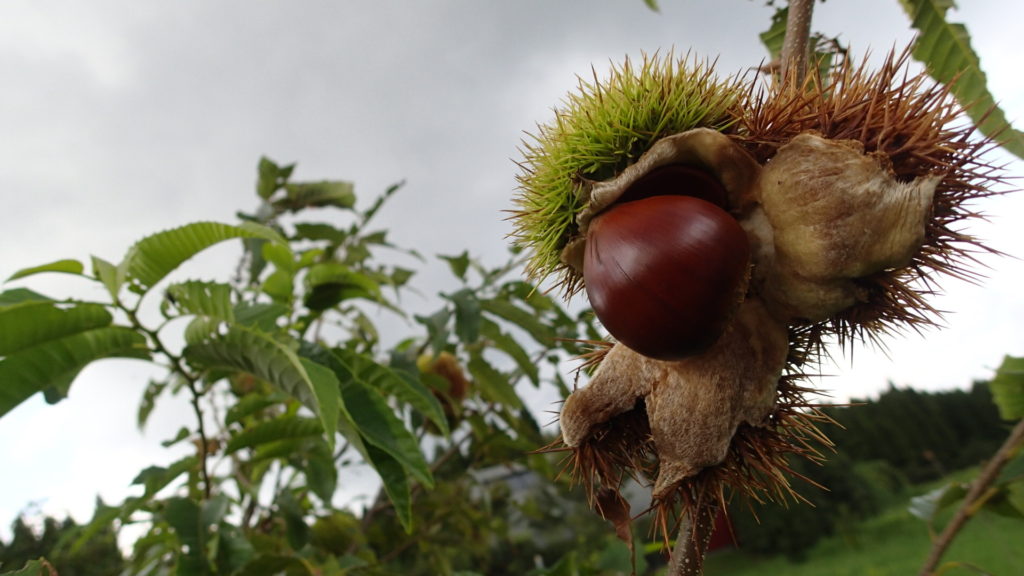 栗は早いです。