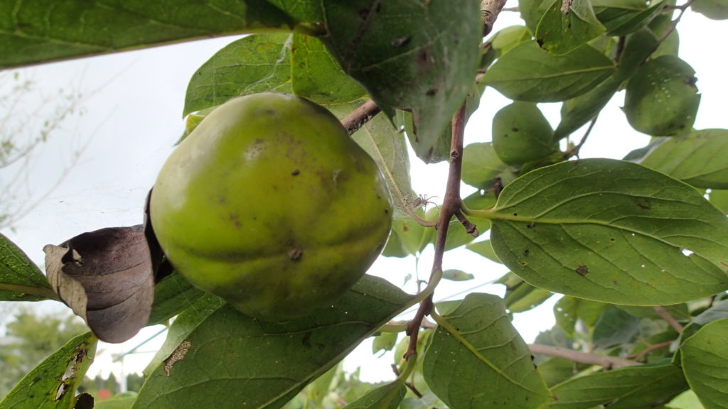 富有柿、数が少ないです。