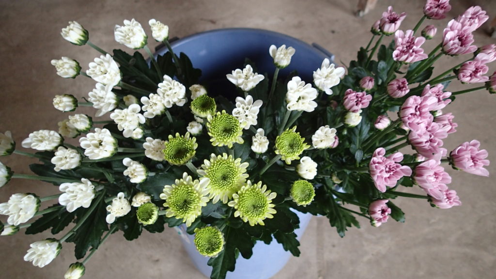 まだ少ないですが、収穫スタートです。