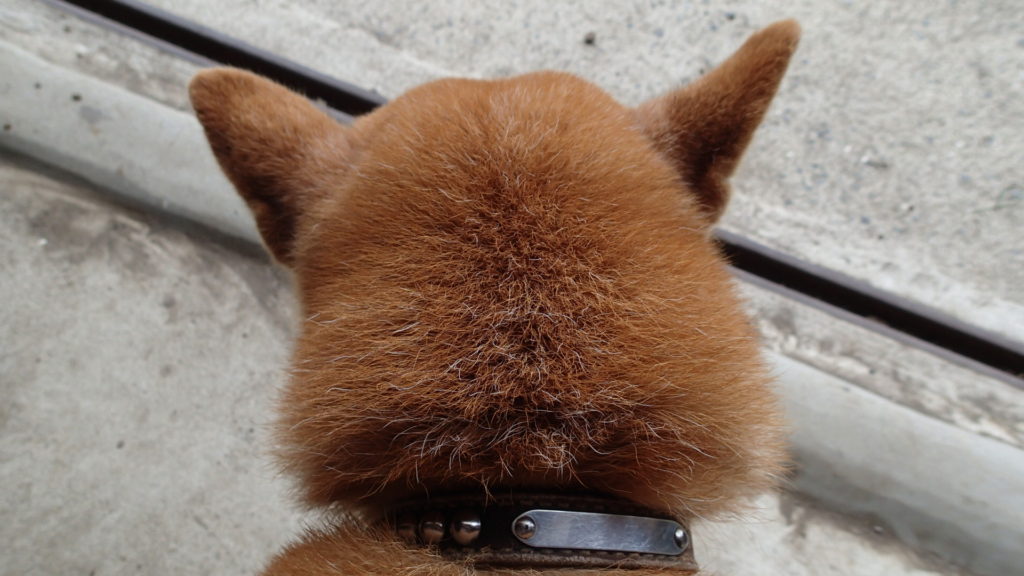 白髪が増えてきたって？そう？