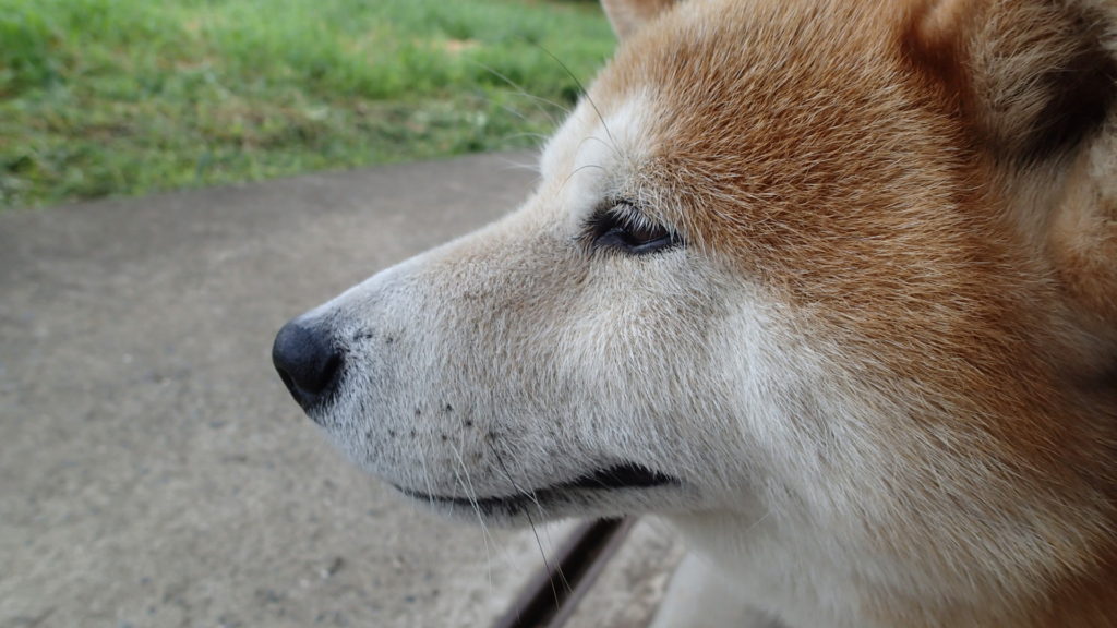 口ひげも以前は黒かったって？