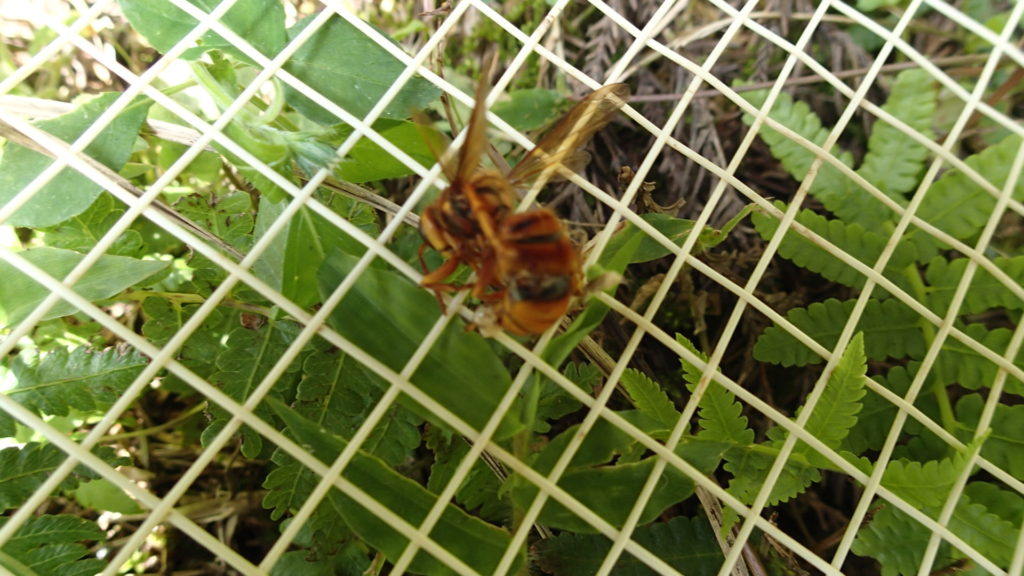 キイロスズメバチ、管理人はアカバチと言います。