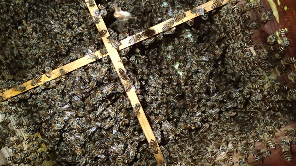 底が金網なので撮影が楽です。