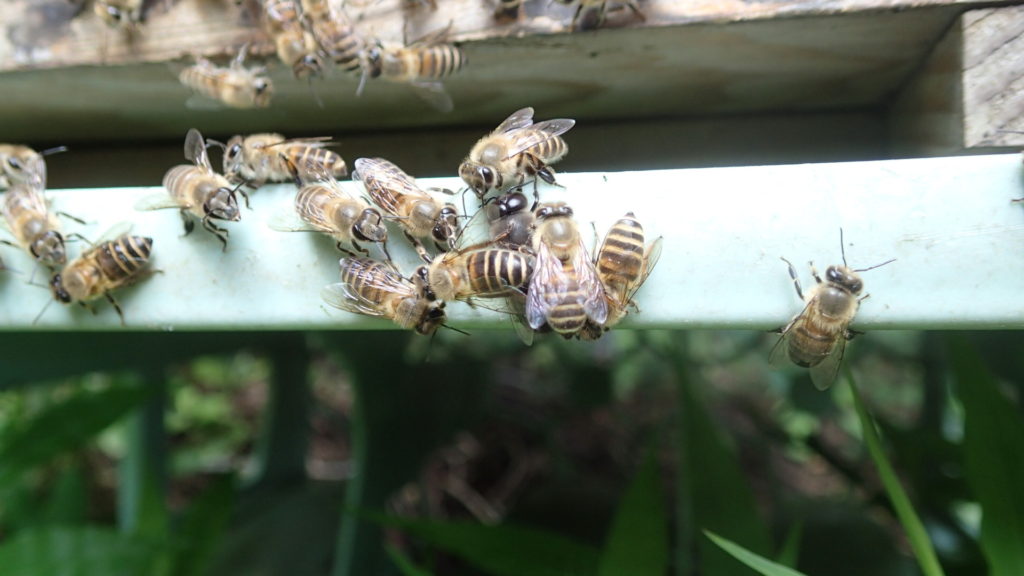 雄蜂、隠れていますが・・・