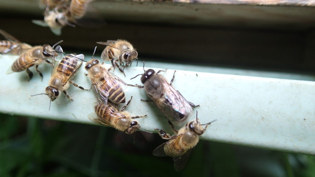 雄蜂ですが、どうして今？